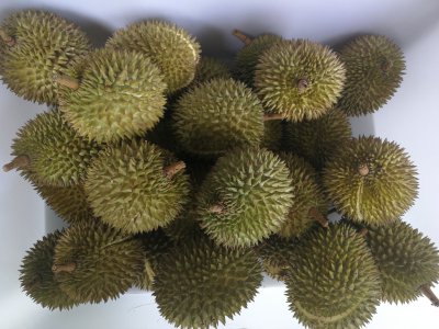 Duriani sorte on Kalimantanil erinevaid, haisevaid ja vähem haisevaid, vahulisi