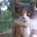 VIDEO | Saage tuttavaks: aasta kass! Milline peab olema üks õige tšempion?