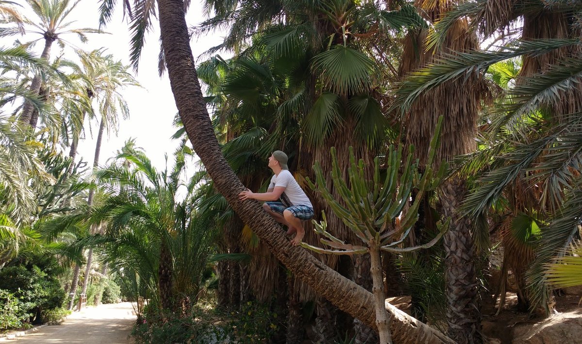Teel palmi otsa, all motiveerivad kaktused (juuni 2016).