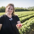 Varsti näeme Eesti maasikapõllul töötamas Moldova viinamarjakasvatajaid