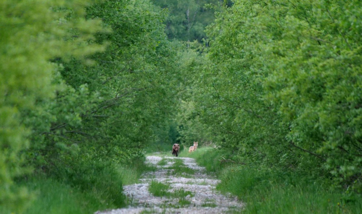 Karu ja hunt Pusu rabas