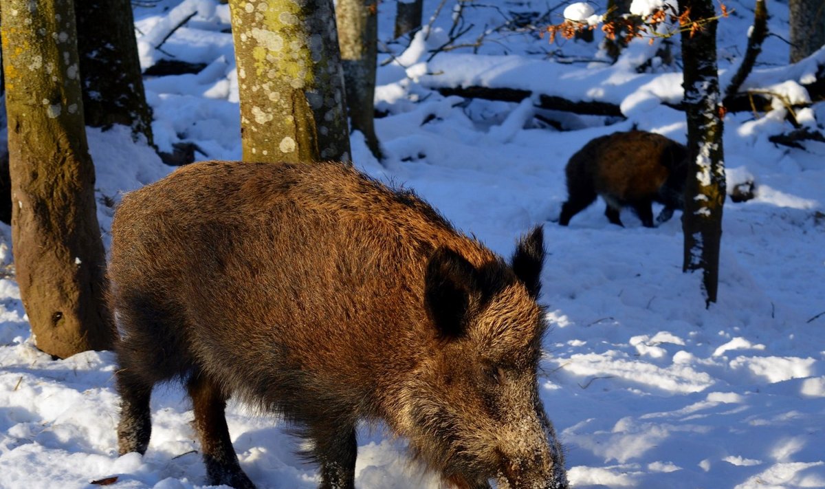 Metssigade arvukus hoitakse madalal ka järgnevatel aastatel.