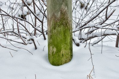 Зелёная водоросль плеврококк (Pleurococcus vulgaris) на деревянном столбе, по-эстонски – üherakuline rohevetikas Pleurokokk