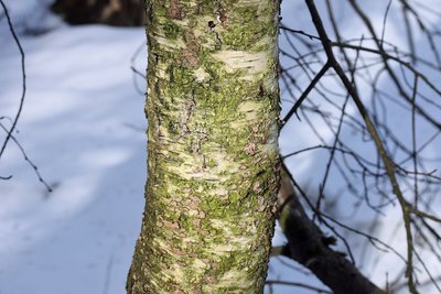 Зелёная водоросль плеврококк (Pleurococcus vulgaris), по-эстонски – niitjas rohevetikas Pleurokokk