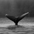 40 лет в неволе: умер самый одинокий кит в мире