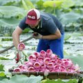 ФОТО | Завораживающая красота: как собирают лотосы во Вьетнаме