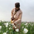 Afganistanis pole majanduslikult head alternatiivi oopiumi kasvatamisele