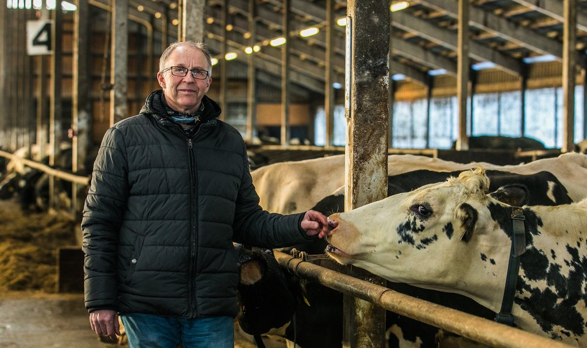 Piimatootja Märt Riisenberg nendib, et tonn tema lehmade piima maksab nüüd 40 eurot vähem kui paar kuud tagasi. Poes aga piima hinna langus välja ei paista.
