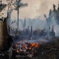 Uuring: Amazonase vihmametsast on kahjustunud kaks korda suurem osa kui seni arvati