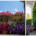 “Мой дом летом” | Экзотические цветы в Пельгуранна