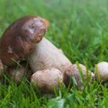 LINNASEENED | Mükoloog: linnast leitud seentest võiks eemale hoida