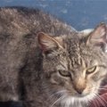 ФОТО: Как поживают облитые в Нарве кислотой кошки