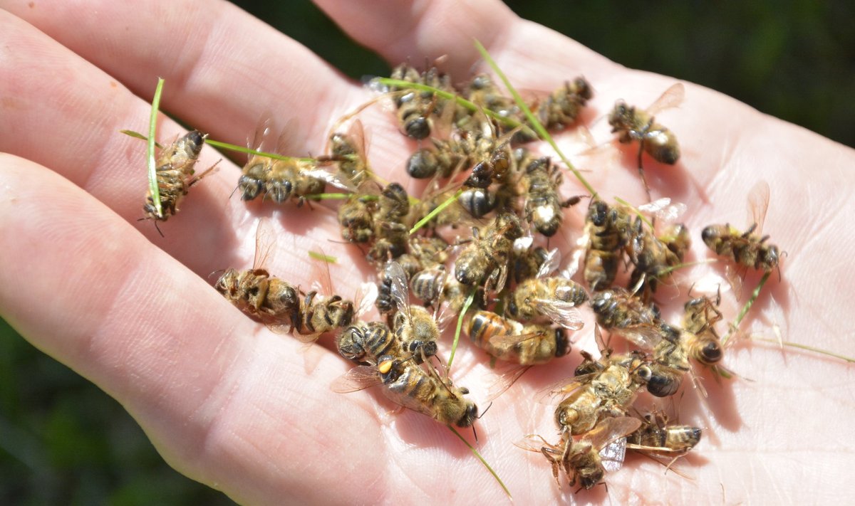 Surnud mesilased.