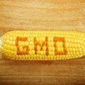 Kui sa ei pea õigeks, et Pomerants hääletab reedel Euroopa Komisjonis GMO Eestisse lubamise poolt, siis kirjuta keskkonnaministrile juba täna!