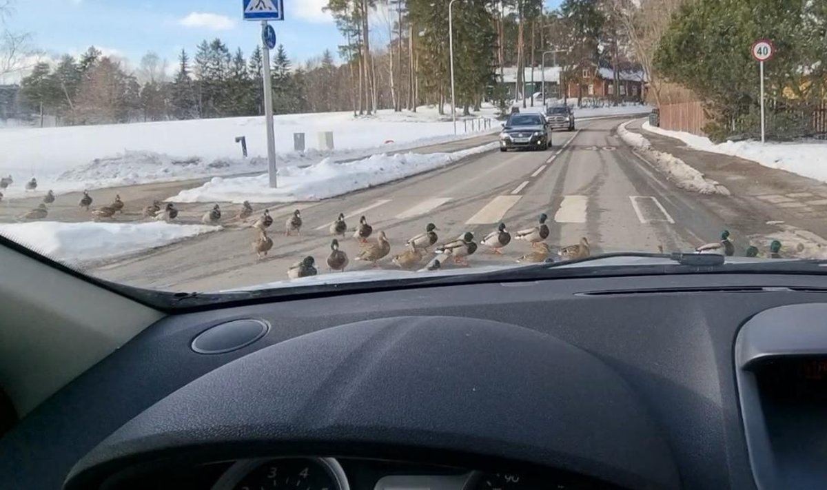 Pardid Elvas ülekäigurada kasutamas