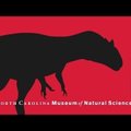 Meekeri kannibaldeemon – saurus, mis valitses praegust USAd enne T. rex i