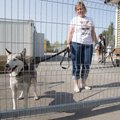 Loomakaitseorganisatsioonid taunivad Tallinna loomade varjupaiga suunas lahti läinud laimukampaaniat