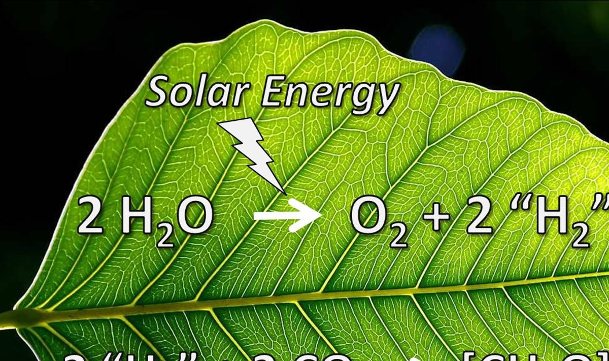 Tehislehed suudavad päikeseenergia toel toota vesinikkütust. https://www.nanotechetc.com