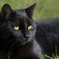 Täna on rahvusvaheline musta kassi päev: loomaomanikel jätkub oma musta värvi lemmikute jaoks ainult kiidusõnu