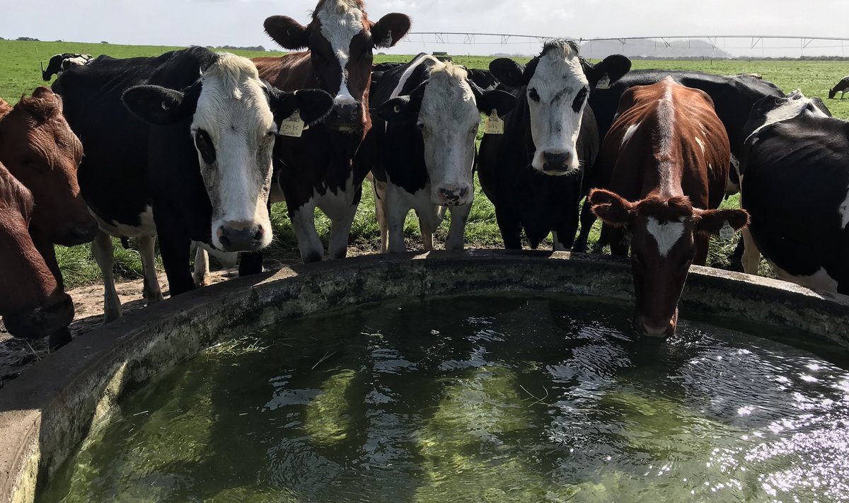 Illawarra tõugu lehmad värskendavad end joogiveega.