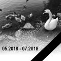 FOTOD | Tragöödia Lasnamäel! Pae järve suure luigepere tapsid neid valesti toitnud inimesed