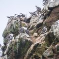 Linnusõnnik – inkade impeeriumi nurgakivi