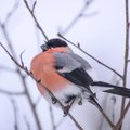Uuring: lindude esinemine ümbruskonnas mõjutab inimeste rikkust ja õnnetunnet