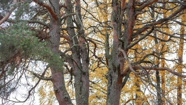 HÄÄLETUS ON LÕPPENUD | Vali Eesti aasta puu 2023, kes meid Euroopas esindab!