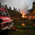 ООН: Лесные пожары в Северном полушарии ускорят глобальное потепление