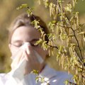 Allergia kimbutab üha tüütumalt igas eas inimesi. Just nende taimede ja toiduainetega peab olema eriti ettevaatlik