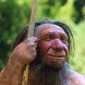 Teadusartikkel: neandertallased viis väljasuremiseni liigne sigimine Homo sapiensi esindajatega 