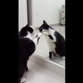 Naerutav VIDEO | See kass on oma peegelpildist täiesti jahmunud!