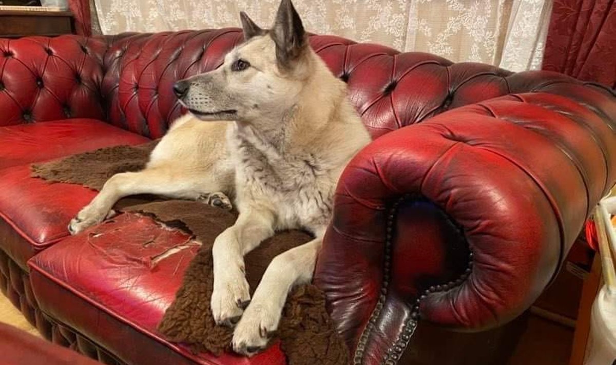 Laika uues kodus