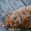Maaülikooli loomakliinik hakkas pakkuma rasvunud kassidele ja koertele toitumisnõustamist