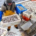 Eestis müüdi mullu rekordkoguses kala