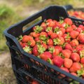 Maasikakasvatajad hädas: kuumus kuivatab marjad otse silma all ära
