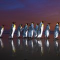 Maailma suurimast kuningpingviinide kolooniast on alles vaid riismed