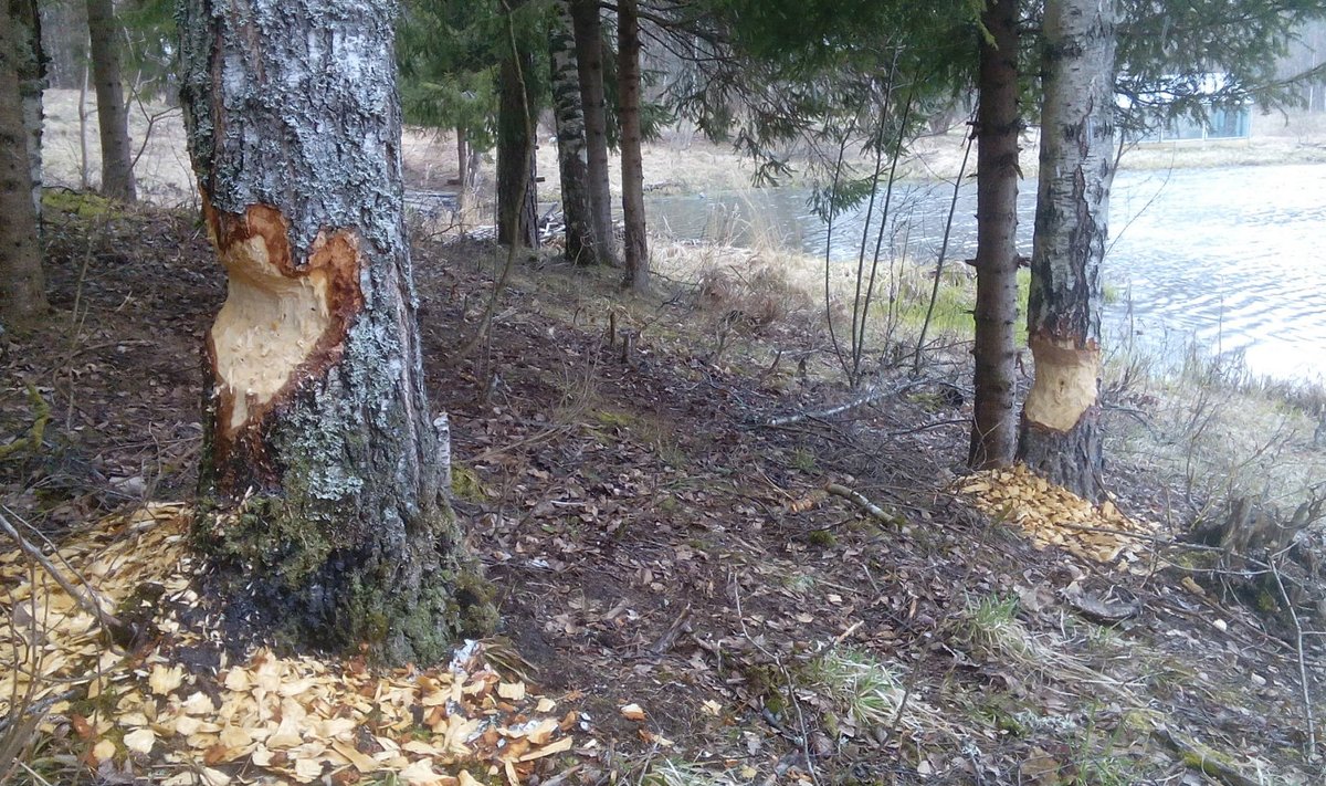 Kui muidu närivad koprad peamiselt pehmeid lehtpuid - haaba, leppa ja paju, siis selle Võrumaa tiigi serval on ette võetud juba ka kased, mis paraja vineerinoti mõõdu välja annavad. Selles kohas langeb igal nädalal mõni selline puu tiiki.