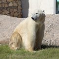 Tallinna loomaaia jääkaru Nordi nahk pargitakse Jõgeva nahavabrikus