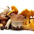 Toitumisterapeut Külli Holsting selgitab, miks on seente raviomadused ja toitaineline väärtus nii kõrge