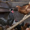 Два хутора в Пярнумаа продолжали продавать кур и яйца после обнаружения сальмонеллеза