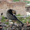 Rotid vallutavad Rooma: linnapeakandidaat avaldas grandioosse plaani tüütutest närilisteks vabanemiseks