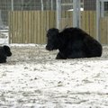 VIDEO | Tallinna loomaaias jagavad puuri hakk ja jakk