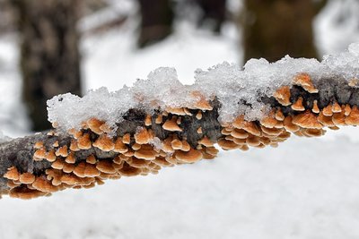 Пликатуропсис курчавый (Plicaturopsis crispa)