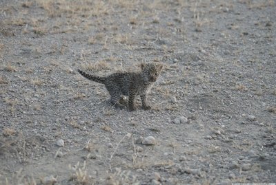 Kolme nädala vanune leopard.