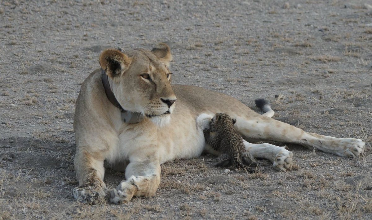 Haruldane lugu: lõviema leopardikutsikat imetamas.