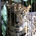 Tallinna leopard Edgar tappis USA loomaaias oma pruudi