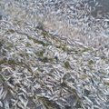 ГЛАВНОЕ ЗА ДЕНЬ: Невероятно большая новая зарплата Бородича, ужасный мор рыбы на Чудском и потоп в Таллинне