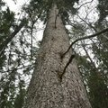 Деревья–рекордсмены Эстонии: самые высокие в стране ель и сосна держатся вместе
