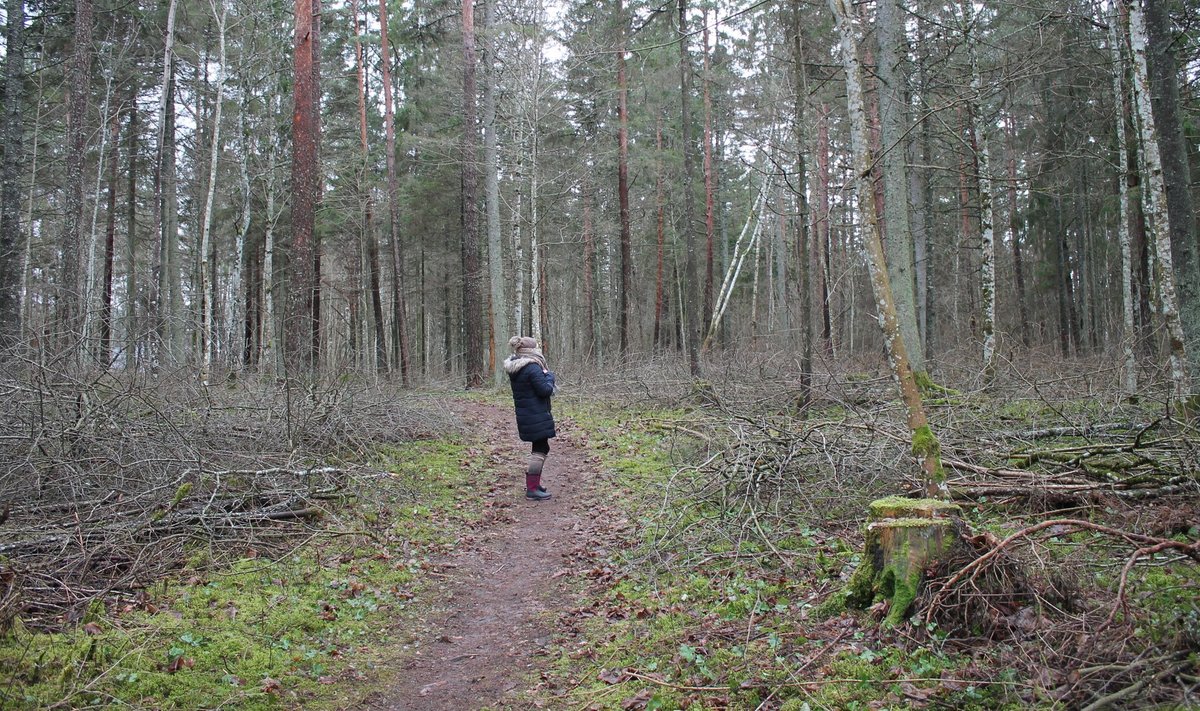 Imbi Niit seisab oma saja-aastases metsas, mida on plaaninud uuendada. Kohaliku kogukonna vastuseisu tõttu on tööd toppama jäänud.